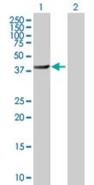 Anti-BHMT2 antibody produced in mouse IgG fraction of antiserum, buffered aqueous solution