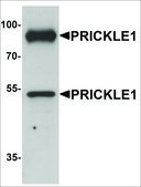 Anti-PRICKLE1 antibody produced in rabbit affinity isolated antibody