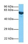Anti-PLD3 antibody produced in rabbit affinity isolated antibody