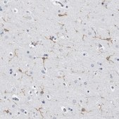 Anti-FCER1G antibody produced in rabbit Prestige Antibodies&#174; Powered by Atlas Antibodies, affinity isolated antibody, buffered aqueous glycerol solution