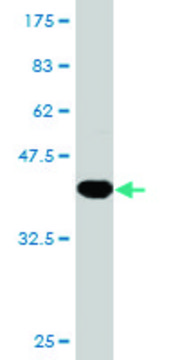 Monoclonal Anti-PPP2R2B antibody produced in mouse clone 1F3, purified immunoglobulin, buffered aqueous solution