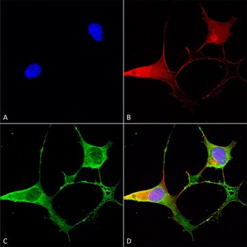 Monoclonal Anti-Gaba-B Receptor 2 - Atto 488 antibody produced in mouse clone S81-2, purified immunoglobulin