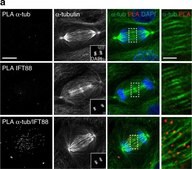 Anti-&#945;-Tubulin&#8722;FITC antibody, Mouse monoclonal clone DM1A, purified from hybridoma cell culture