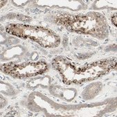 Anti-CALCRL antibody produced in rabbit Prestige Antibodies&#174; Powered by Atlas Antibodies, affinity isolated antibody, buffered aqueous glycerol solution