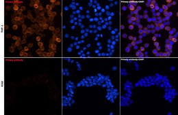 Anti-YKL-40/CHI3L1 Antibody, clone 7T1R3, Rabbit Monoclonal