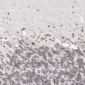 Anti-TFAP4 antibody produced in rabbit Prestige Antibodies&#174; Powered by Atlas Antibodies, affinity isolated antibody, buffered aqueous glycerol solution
