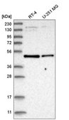 Anti-SLC2A2 antibody produced in rabbit Prestige Antibodies&#174; Powered by Atlas Antibodies, affinity isolated antibody