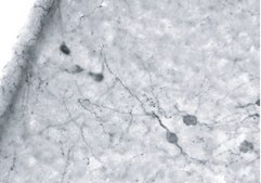 Anti-MCH antibody produced in rabbit IgG fraction of antiserum, buffered aqueous solution