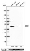Anti-IDO1 antibody produced in rabbit Prestige Antibodies&#174; Powered by Atlas Antibodies, affinity isolated antibody, buffered aqueous glycerol solution