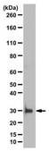 Anti-Myelin Protein P0 Antibody from rabbit, purified by affinity chromatography