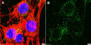 Anti-CXCL12/SDF1 Antibody, clone 5I2 ZooMAb® Rabbit Monoclonal recombinant, expressed in HEK 293 cells