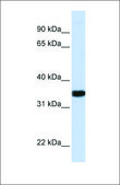 Anti-GAPDH affinity isolated antibody