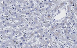 Anti-Histone H3-Lys9me2 Antibody, clone 2J13 ZooMAb&#174; Rabbit Monoclonal recombinant, expressed in HEK 293 cells