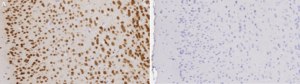 Anti-NeuN purified Antibody from guinea pig, purified by affinity chromatography