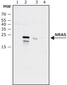 Anti-NRAS (internal) antibody produced in rabbit affinity isolated antibody