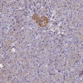Anti-CD99 antibody produced in rabbit Prestige Antibodies&#174; Powered by Atlas Antibodies, affinity isolated antibody, buffered aqueous glycerol solution