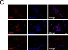Anti-Sirt1(Sir2) Antibody Upstate&#174;, from rabbit
