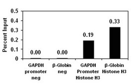 ChIPAb+ Histone H3 (CT) - ChIP Validated Antibody and Primer Set, rabbit monoclonal culture supernatant, from rabbit