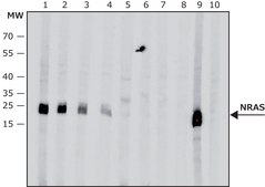 Anti-NRAS (C-terminal) antibody produced in rabbit IgG fraction of antiserum