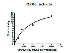 MKK6 active human recombinant, expressed in baculovirus infected Sf9 cells, &#8805;80% (SDS-PAGE)