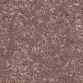 Anti-HNRNPA1 antibody produced in rabbit Prestige Antibodies&#174; Powered by Atlas Antibodies, affinity isolated antibody, buffered aqueous glycerol solution