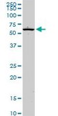 Monoclonal Anti-EOMES antibody produced in mouse clone 2D3, purified immunoglobulin, buffered aqueous solution