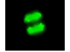 Anti-phospho-Histone H3 (Ser10) Antibody, clone MC463, rabbit monoclonal culture supernatant, clone MC463, Upstate&#174;
