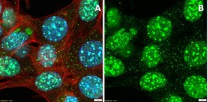Anti-trimethyl-Histone H3 (Lys9) Antibody Upstate&#174;, from rabbit
