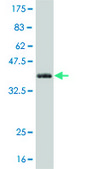 Monoclonal Anti-NOTCH3 antibody produced in mouse clone 2E2, purified immunoglobulin, buffered aqueous solution