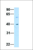Anti-ESR2 antibody produced in rabbit affinity isolated antibody
