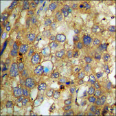 Anti-phospho-NF-kappaB p65 (pSer468) antibody produced in rabbit affinity isolated antibody