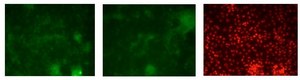 Anti-GATA3 antibody produced in rabbit affinity isolated antibody
