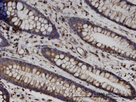 Monoclonal Anti-TUBB antibody produced in mouse clone 3B3, purified immunoglobulin, buffered aqueous solution