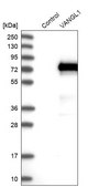 Anti-VANGL1 antibody produced in rabbit Prestige Antibodies&#174; Powered by Atlas Antibodies, affinity isolated antibody, buffered aqueous glycerol solution
