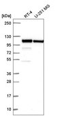 Anti-CTNNA1 antibody produced in rabbit Prestige Antibodies&#174; Powered by Atlas Antibodies, affinity isolated antibody