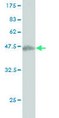 Monoclonal Anti-SENP6 antibody produced in mouse clone 4B7, purified immunoglobulin, buffered aqueous solution