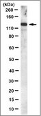 Anti-PERK Antibody, clone 4F6.1 clone 4F6.1, from mouse