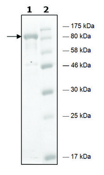 HDAC6 H216A human recombinant, expressed in baculovirus infected Sf9 cells, &#8805;75% (SDS-PAGE)