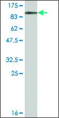 Monoclonal Anti-DDX20 antibody produced in mouse clone 2A12, ascites fluid