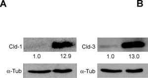 Monoclonal Anti-Uvomorulin/E-Cadherin antibody produced in rat clone DECMA-1, ascites fluid, buffered aqueous solution