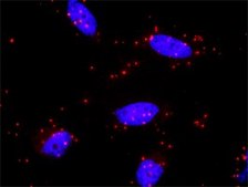 Monoclonal Anti-MAP2K7, (N-terminal) antibody produced in mouse clone 2G5, purified immunoglobulin, buffered aqueous solution