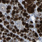 Anti-CST3 antibody produced in rabbit Prestige Antibodies&#174; Powered by Atlas Antibodies, affinity isolated antibody, buffered aqueous glycerol solution