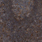 Anti-SAMD9L antibody produced in rabbit Prestige Antibodies&#174; Powered by Atlas Antibodies, affinity isolated antibody, buffered aqueous glycerol solution, Ab2