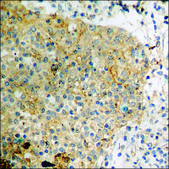 Anti-phospho-GluR1 (pSer849) antibody produced in rabbit affinity isolated antibody