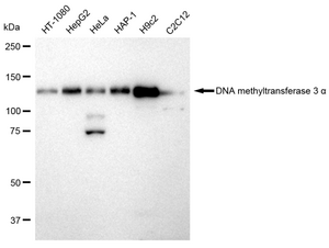 Anti DNA methyltransferase 3 alpha Antibody, clone 23GB2230, Rabbit Monoclonal clone 23GB2230, recombinant rabbit monoclonal, expressed in HEK293 cells