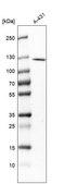 Anti-RASAL2 antibody produced in rabbit Prestige Antibodies&#174; Powered by Atlas Antibodies, affinity isolated antibody, buffered aqueous glycerol solution, Ab2