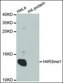 Anti-Histone H4R3me1 antibody produced in rabbit affinity isolated antibody
