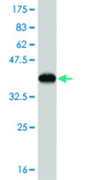 ANTI-BRAF antibody produced in mouse clone 3A6, purified immunoglobulin, buffered aqueous solution