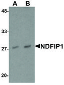 Anti-NDFIP1 antibody produced in rabbit affinity isolated antibody, buffered aqueous solution