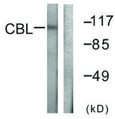 Anti-CBL antibody produced in rabbit affinity isolated antibody